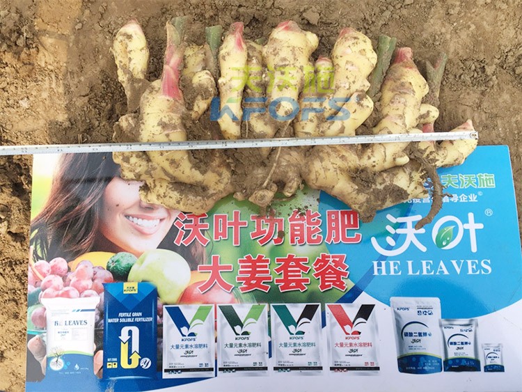 水溶肥用量少，可是效果卻很好！