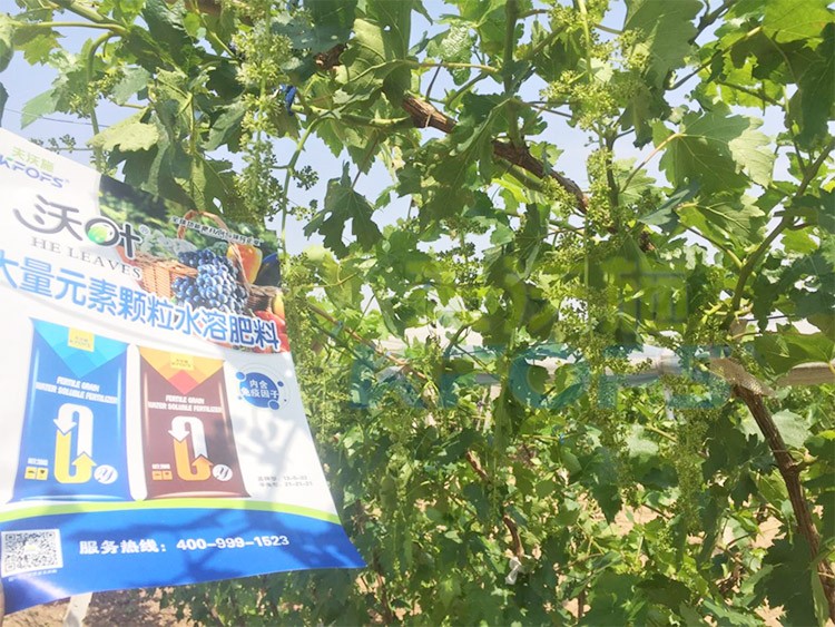 葡萄抽梢粗細(xì)不齊，如何搭配水溶肥調(diào)理？