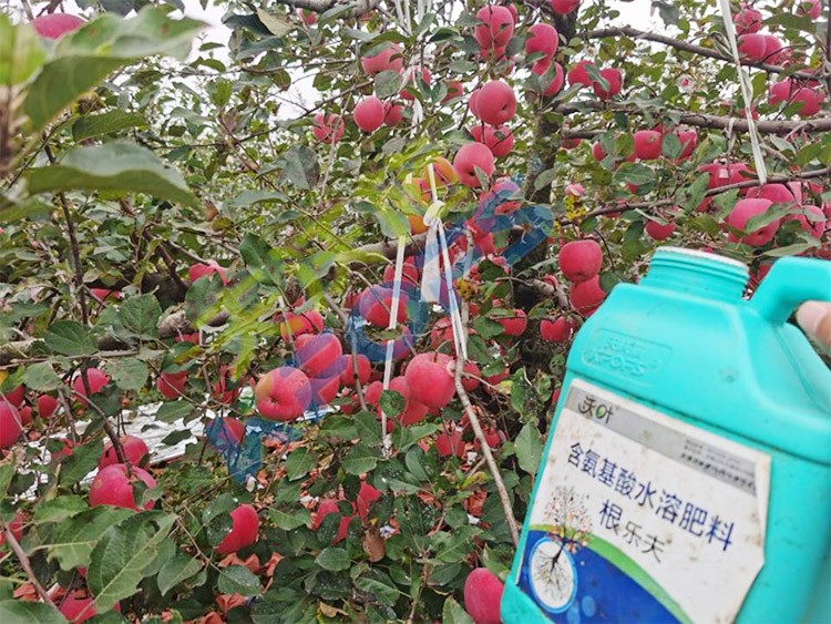 蘋果樹用什么生根肥好？看看這款！