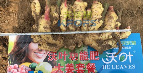 水溶肥用量少，可是效果卻很好！