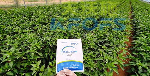 磷酸二氫鉀不好用？那是因?yàn)闆]選對(duì)！