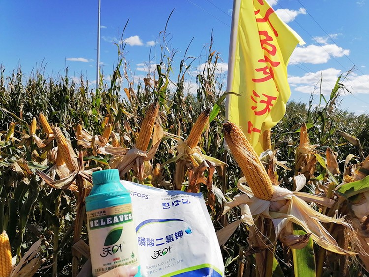 玉米葉面肥哪個(gè)品牌好？