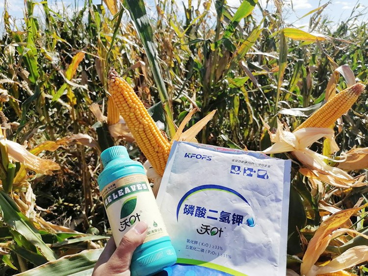玉米葉面肥哪個(gè)品牌好？