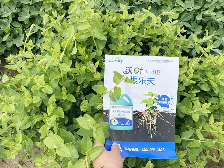 水溶肥這樣搭配使用，解決金銀花根腐黃化