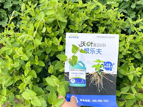 水溶肥這樣搭配使用，解決金銀花根腐黃化