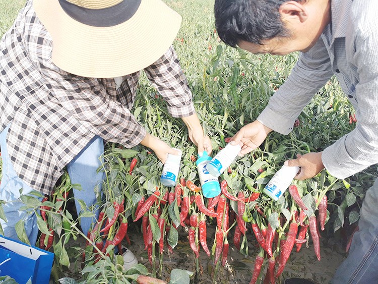進(jìn)口水溶肥哪個牌子好？