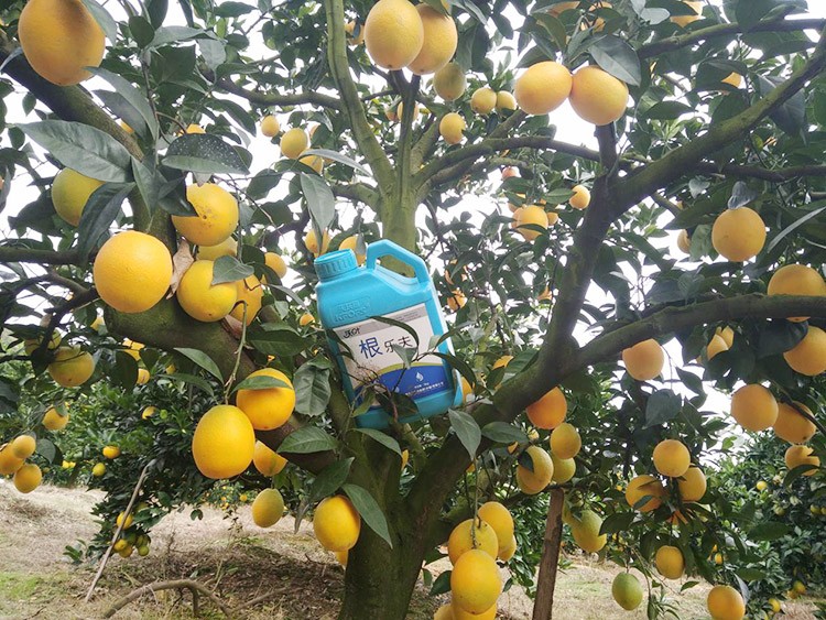 好的水溶肥是什么生產(chǎn)工藝？