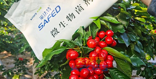 進口水溶肥怎么選？參考這三點就夠了！