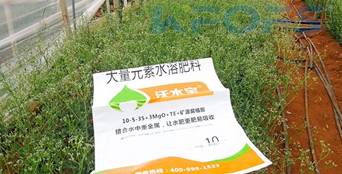 進口水溶肥以色列的哪家好？