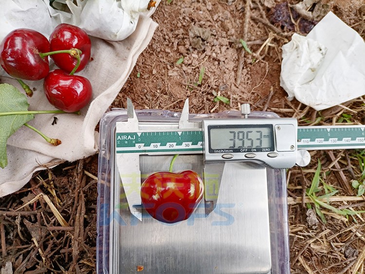 效果好的進(jìn)口水溶肥，來看這款！