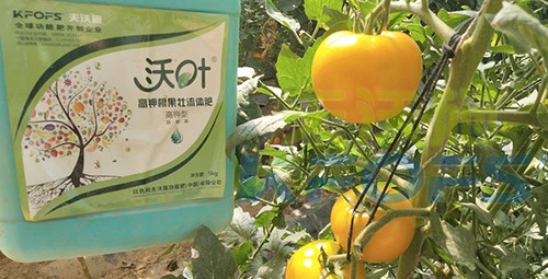 水溶肥的作用，不得不說太強大了！