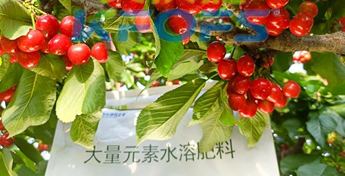 大量元素水溶肥為什么都說進口的好？