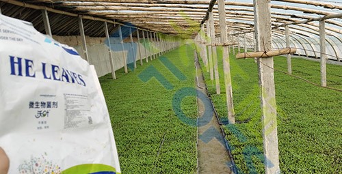 微生物菌劑廠家哪家好？