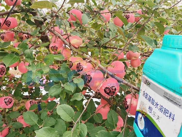 沃葉水溶肥效果怎么樣？怎么購買？