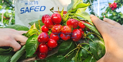 水溶肥用對(duì)了，果大果多品質(zhì)好！