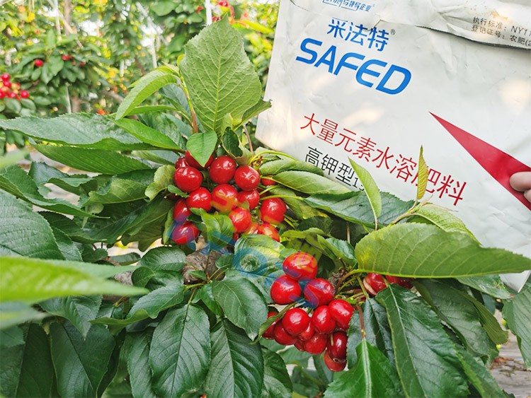 水溶肥用對了，果大果多品質(zhì)好！