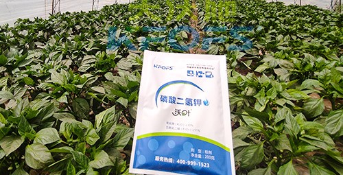 磷酸二氫鉀的正規(guī)廠家是什么樣的？