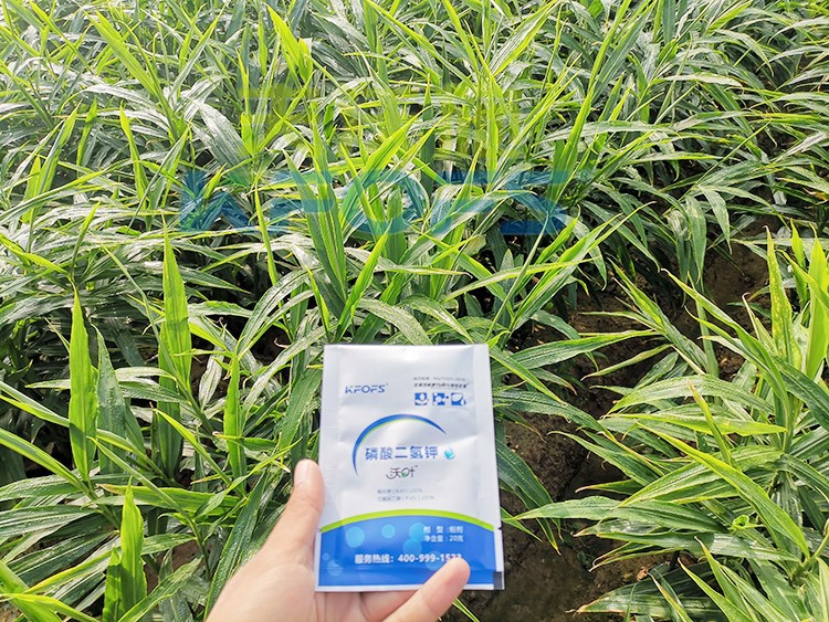 磷酸二氫鉀選這個(gè)品牌，不會(huì)錯(cuò)！