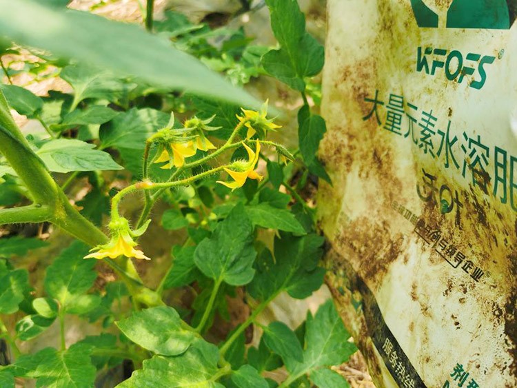 水溶肥哪種的效果好？看完別說(shuō)不知道了！