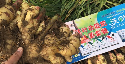 進口水溶肥還不知道沃葉？虧大了！