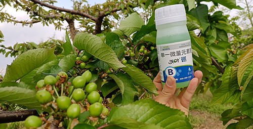 硼肥哪個品牌的好？這款不要錯過！