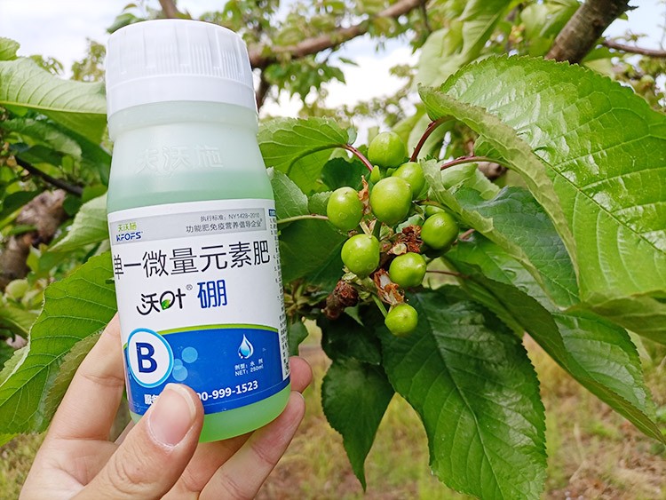 硼肥哪個品牌的好？這款不要錯過！