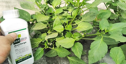 解藥害用什么葉面肥好？