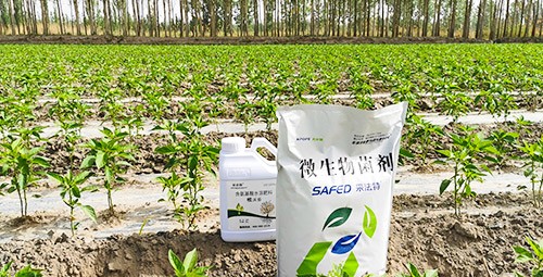 微生物菌肥哪家好？用效果說話！