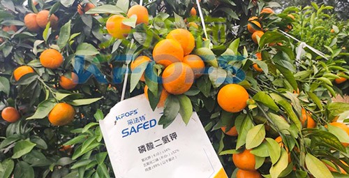 柑橘專用肥選采法特，就是不一樣！