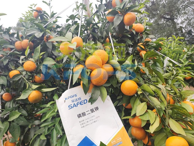 柑橘專用肥選采法特，就是不一樣！