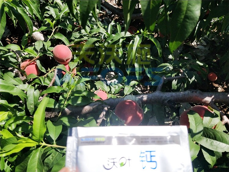 桃樹施什么肥料好，看這一篇就夠了！