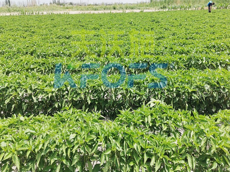 鋅肥是什么肥料？辣椒用有什么好處？