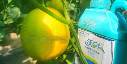 甜瓜用什么肥料更甜，你知道嗎？