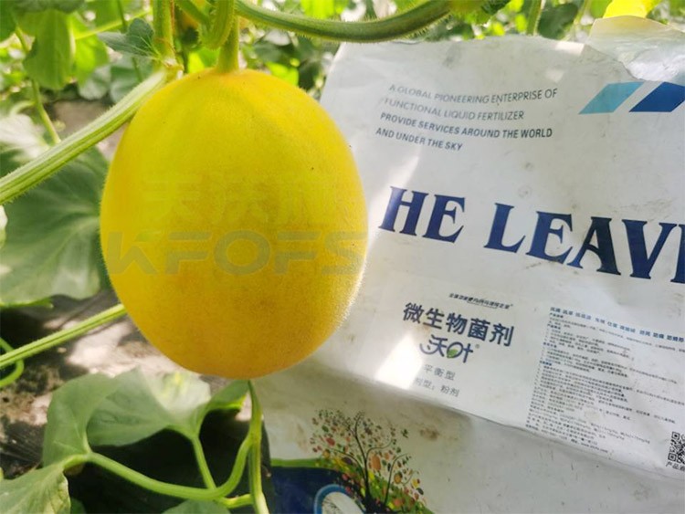 甜瓜用什么肥料更甜，你知道嗎？
