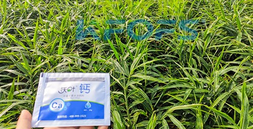 鈣肥為何在大姜上全程使用？