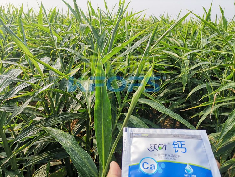 鈣肥為何在大姜上全程使用？