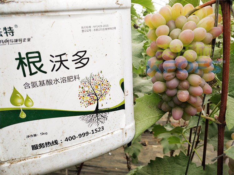 葡萄水溶肥品牌哪個好？案例告訴你！