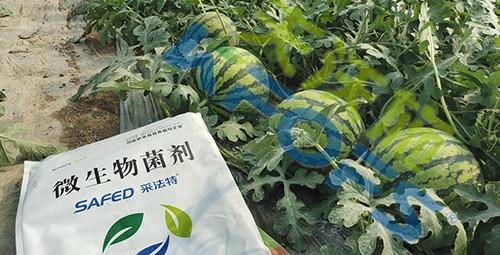西瓜用微生物菌劑，能達(dá)到什么效果？