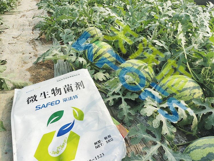 西瓜用微生物菌劑，能達(dá)到什么效果？
