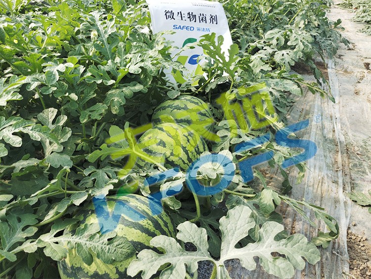 西瓜用微生物菌劑，能達(dá)到什么效果？