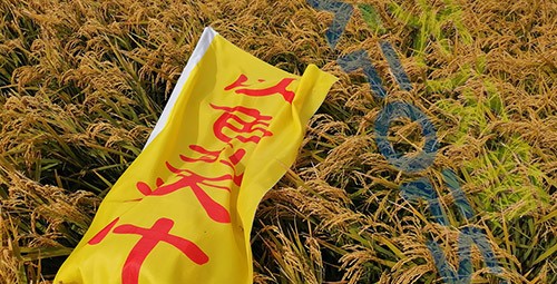 水稻用水溶肥，這三個(gè)方面的效果很明顯！