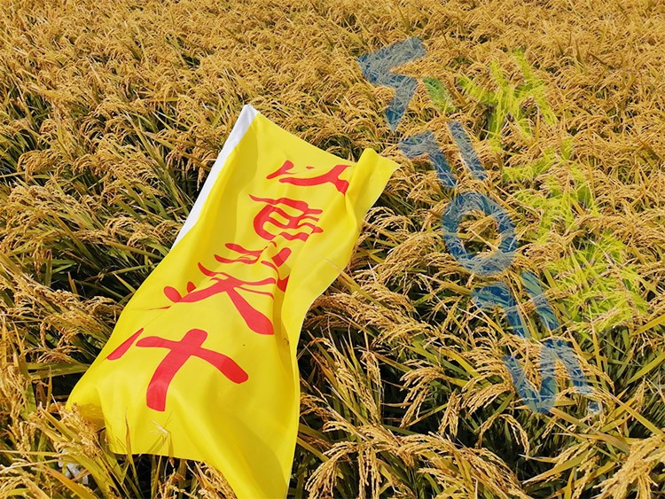 水稻用水溶肥，這三個(gè)方面的效果很明顯！