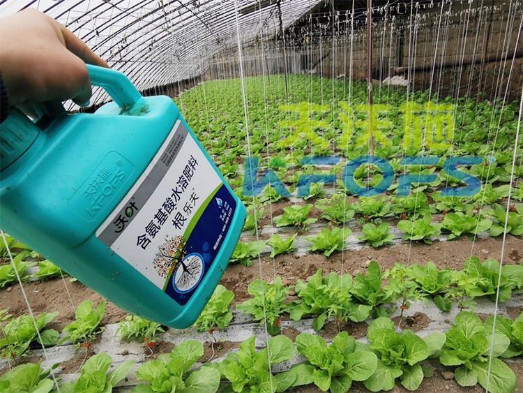 蔬菜用進(jìn)口水溶肥，有什么突出效果？