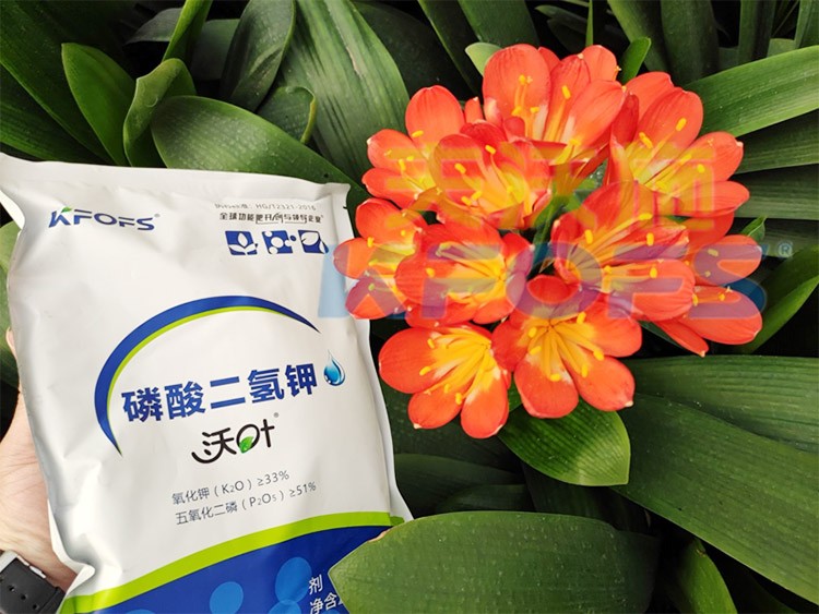 花卉用這款磷酸二氫鉀，效果不一般！