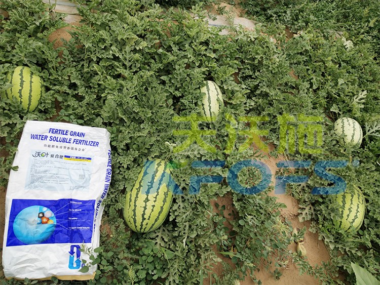 西瓜用什么進(jìn)口水溶肥好？