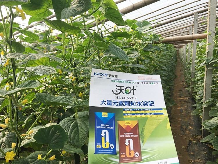 黃瓜用這樣的水溶肥，產(chǎn)量就是高！