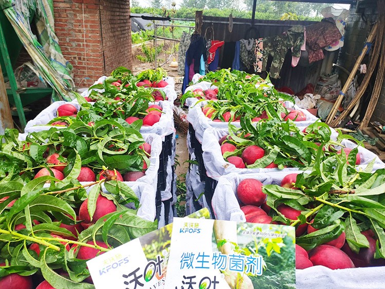 桃樹用什么肥料好？且看這篇！