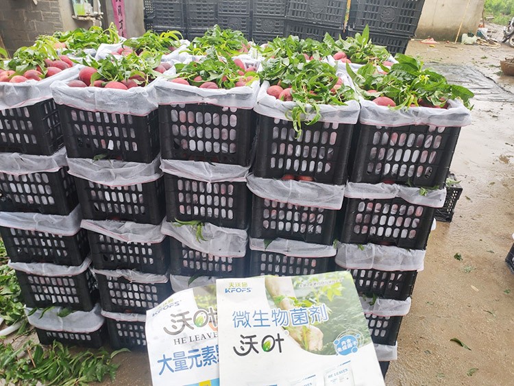 桃樹用什么肥料好？且看這篇！