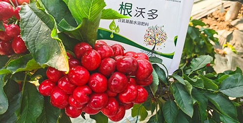 大櫻桃水溶肥廠家哪家好？這樣的才更可靠！