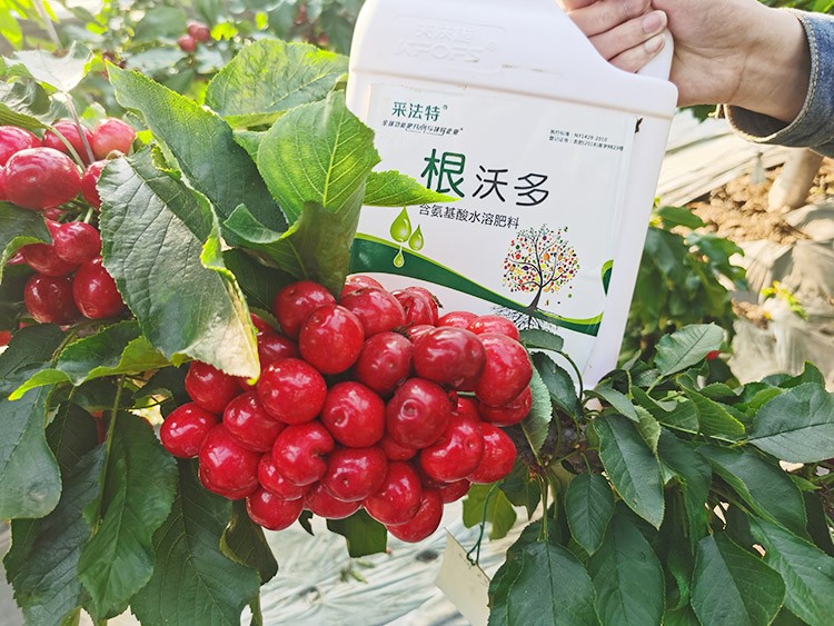 大櫻桃水溶肥廠家哪家好？這樣的才更可靠！